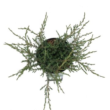 Juniperus communis 'Repanda'