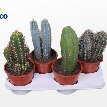 Cactus MIX