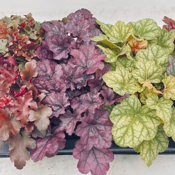 Heuchera MIX