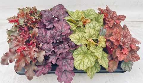 Heuchera MIX