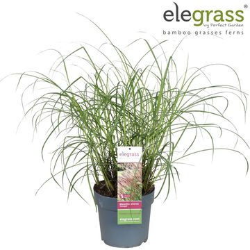 Miscanthus sinensis 'Serengeti'