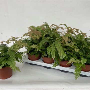 Adiantum 'Bronze Venus'