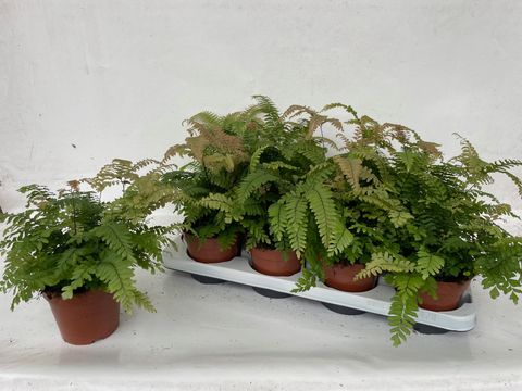 Adiantum 'Bronze Venus'