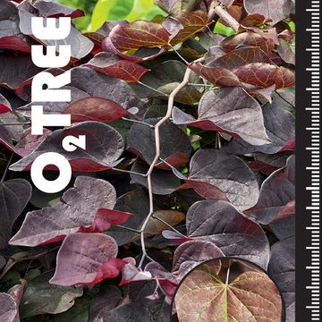 Cercis canadensis 'Ruby Falls'