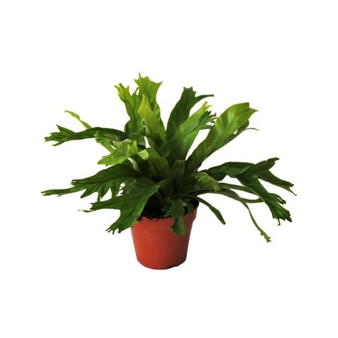 Asplenium nidus 'Crissie'