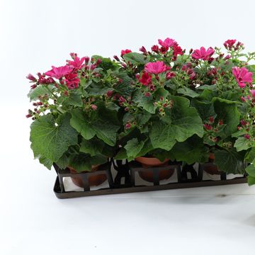 Pericallis MANDALA SALMON