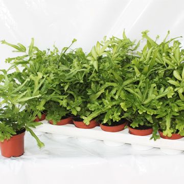 Pteris cretica 'Mayi'