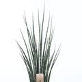 Sansevieria bacularis 'Fernwood Mikado'