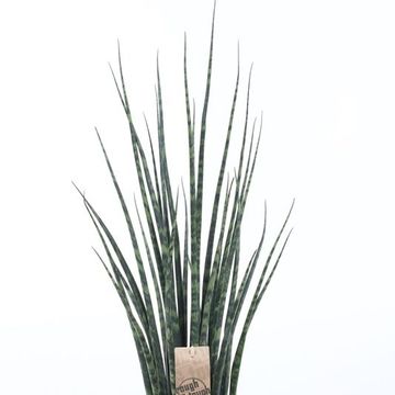 Sansevieria bacularis 'Fernwood Mikado'