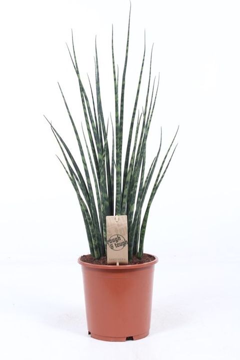 Sansevieria bacularis 'Fernwood Mikado'