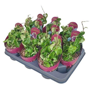 Hoya carnosa 'Compacta'