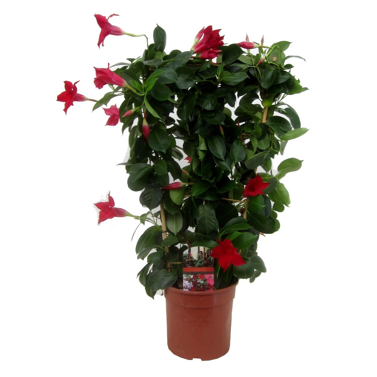 Mandevilla RIO DEEP RED (P17 cm H50 - 70 cm) – Plant Wholesale FlorAccess