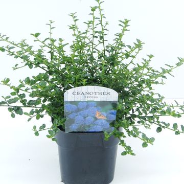 Ceanothus thyrsiflorus repens