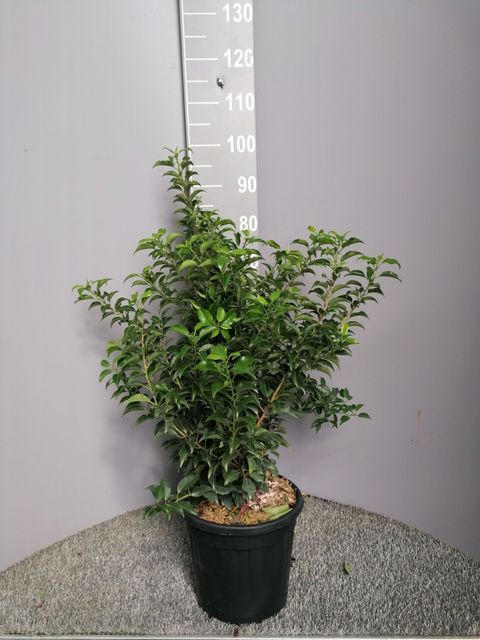 Prunus lusitanica 'Brenelia'