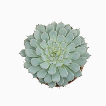 Echeveria cuspidata 'Texensis'