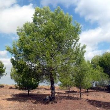 Pinus halepensis