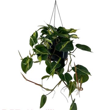 Philodendron 'Cream Splash'