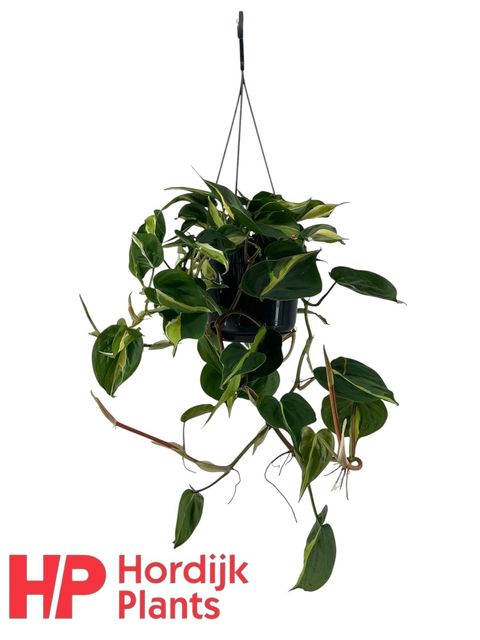 Philodendron 'Cream Splash'