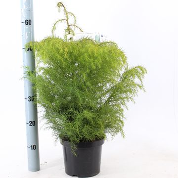 Cryptomeria japonica 'Elegans Viridis'