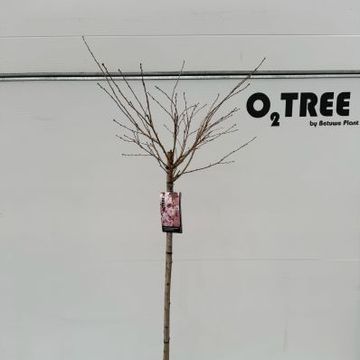 Prunus x subhirtella 'Autumnalis Rosea'