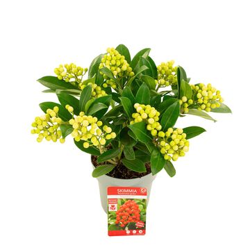 Skimmia japonica 'Temptation'