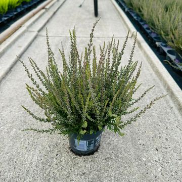 Calluna vulgaris GARDEN GIRLS ZALINA