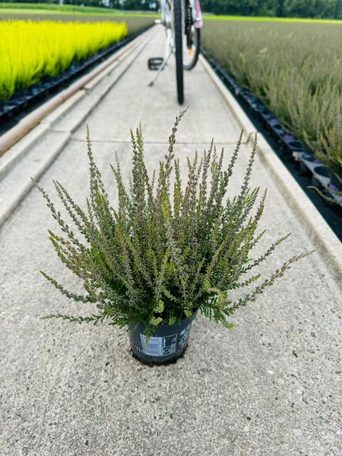 Calluna vulgaris 'Zalina'