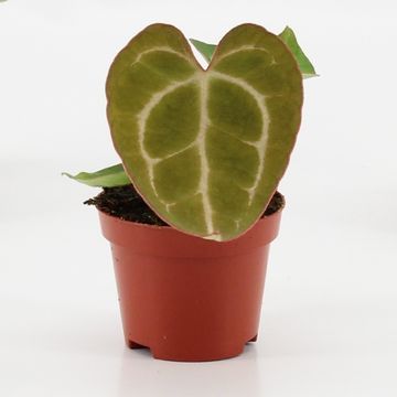 Anthurium crystallinum