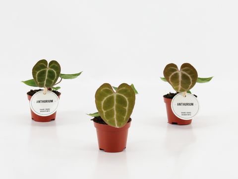 Anthurium crystallinum