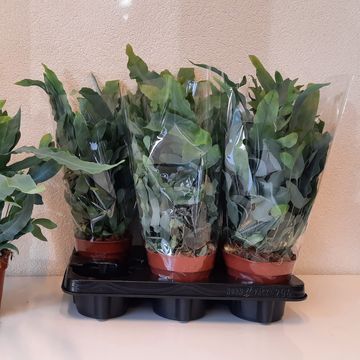 Phlebodium aureum 'Blue Star'