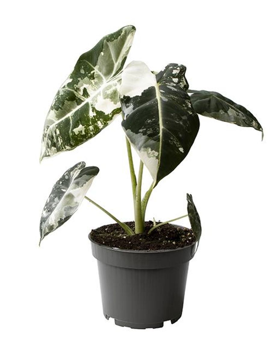 Alocasia micholitziana 