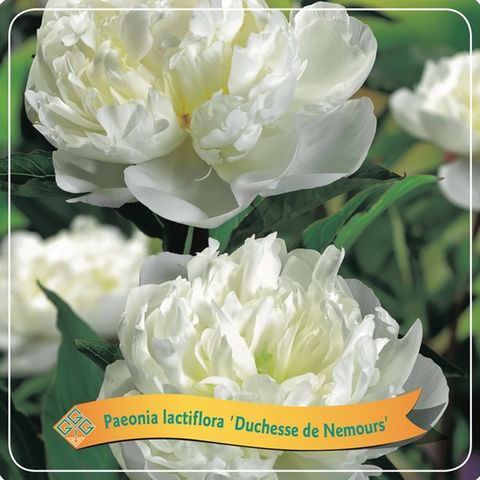 Paeonia 'Duchesse de Nemours'