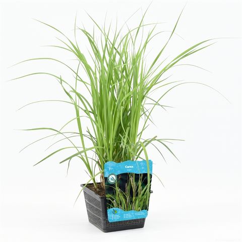 Carex riparia