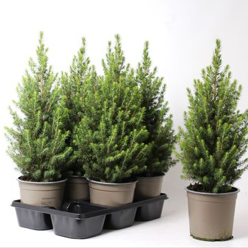 Picea glauca PERFECTA