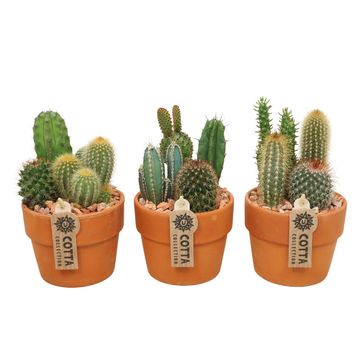 Ετοιμασίες Cactus