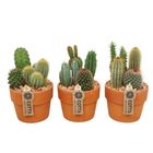 Arrangement Cactus