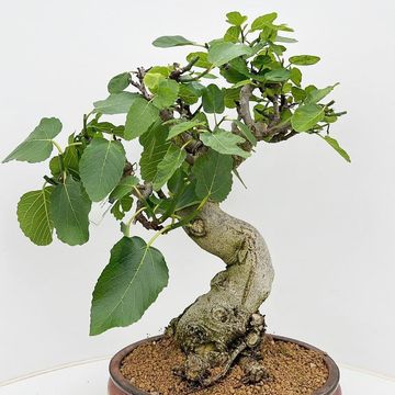 Ficus carica