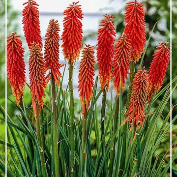 Kniphofia 'Nancy Red'