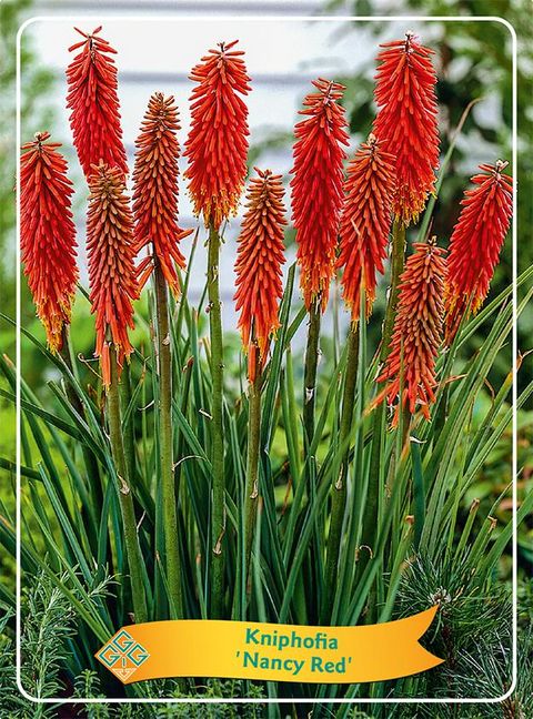 Kniphofia 'Nancy Red'