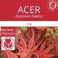 Acer palmatum 'Livy'