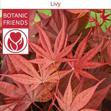 Acer palmatum 'Livy'