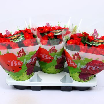Begonia BELOVE RED