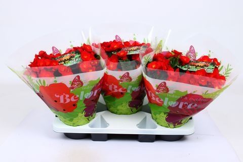 Begonia BELOVE RED