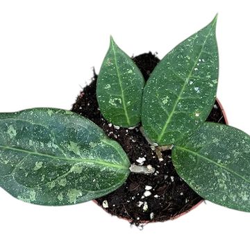 Hoya verticillata 'Lavia'