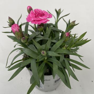 Dianthus OSCAR