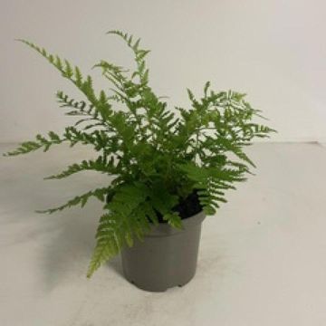Dryopteris filix-mas