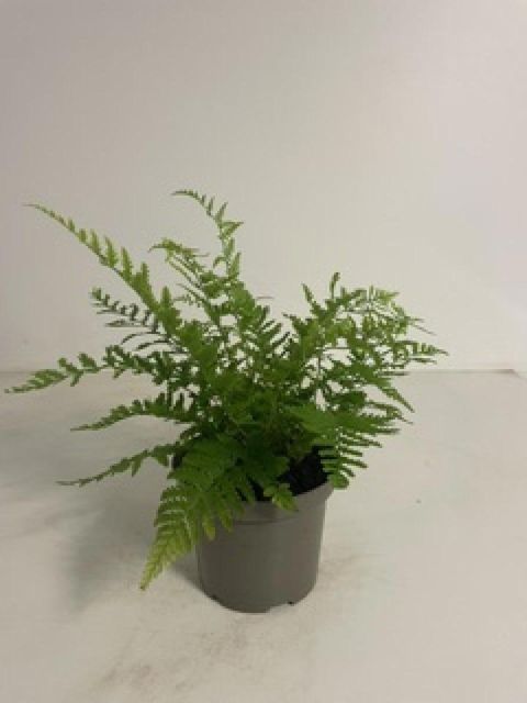 Dryopteris filix-mas