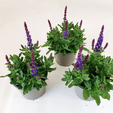 Salvia nemorosa