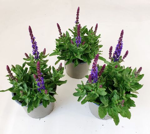 Salvia nemorosa