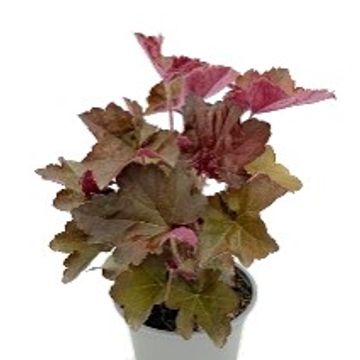 Heuchera micrantha 'Palace Purple'